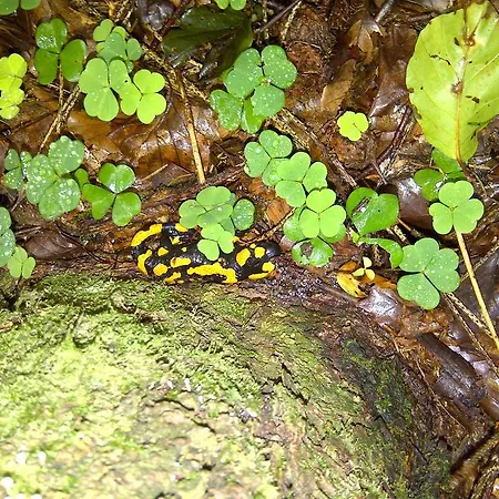 Hochsernerhof Tiefgraben