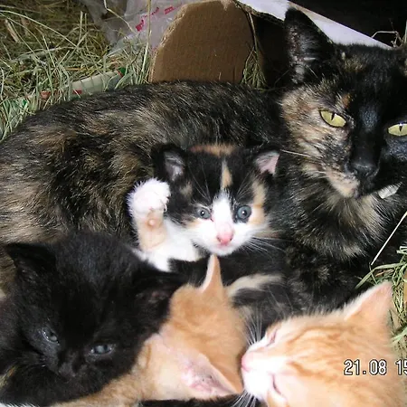 Hochsernerhof Κατάλυμα σε φάρμα Tiefgraben