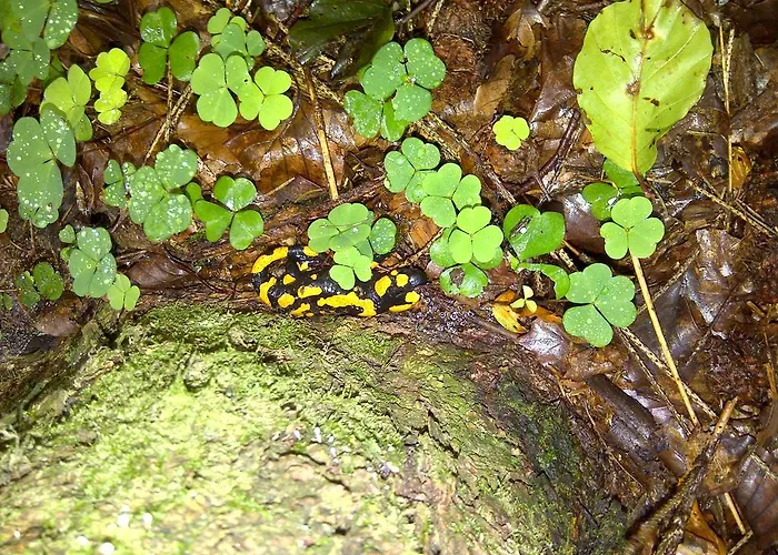 Hochsernerhof Tiefgraben