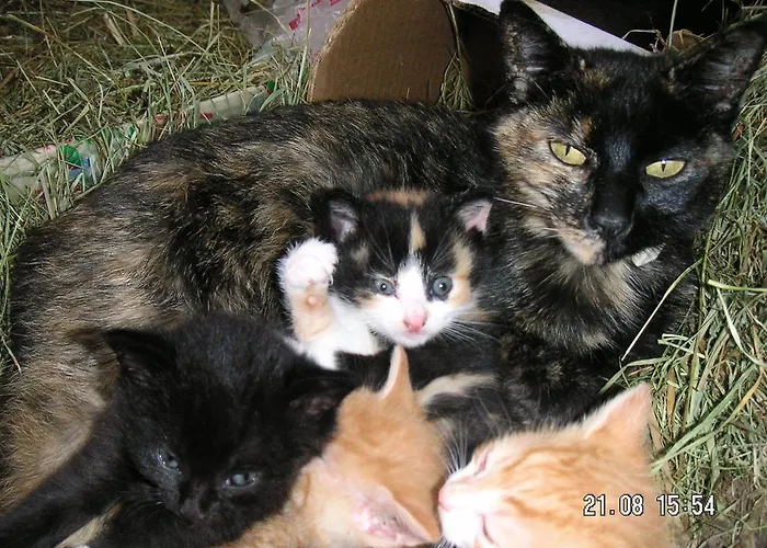 Hochsernerhof Lantgård Tiefgraben